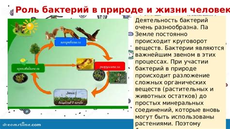 Роль бактерий в биологических процессах