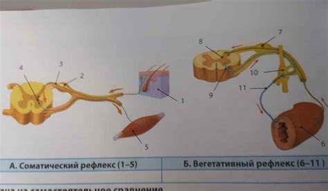 Роль безусловных рефлексов в поведении животных