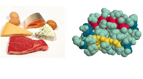 Роль белков в организме