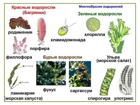 Роль водорослей в развитии сухопутной флоры