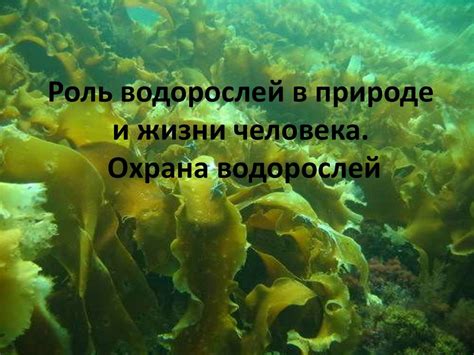 Роль водорослей в экологии