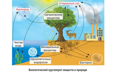 Роль воды в круговороте веществ