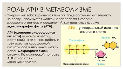 Роль воды в метаболизме