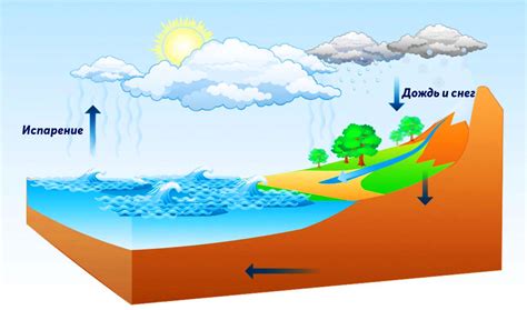 Роль воды в экосистемах