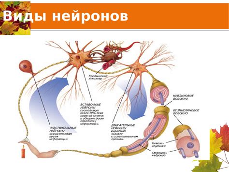 Роль вставочных нейронов в рефлексах