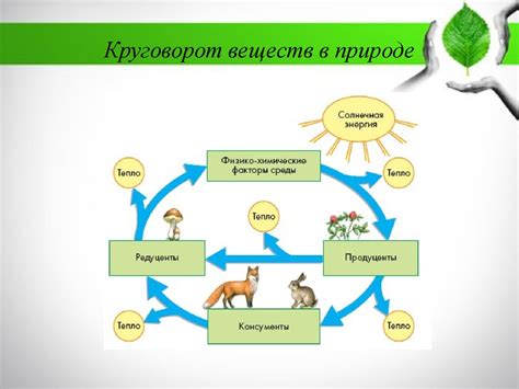 Роль в биологическом круговороте