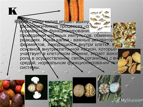 Роль в физиологических процессах клетки