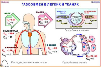 Роль газообмена в организме