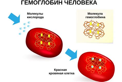 Роль гемоглобина в объеме кислорода