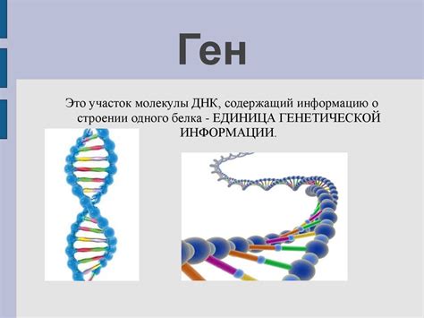 Роль генетической информации