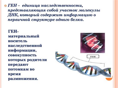 Роль генов в определении длины пальцев