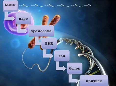 Роль генов в определении признаков