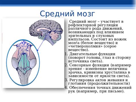 Роль глаз и мозга в письме: