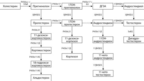 Роль гормона кортизола