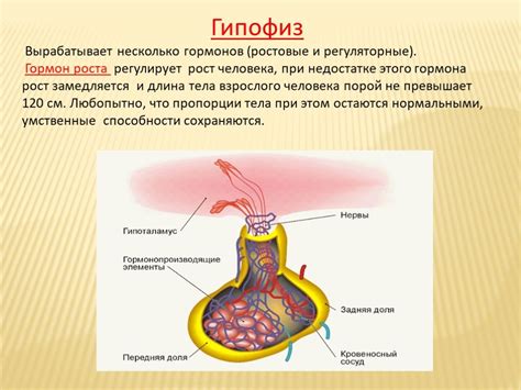 Роль гормонов в возникновении мурашек и озноба