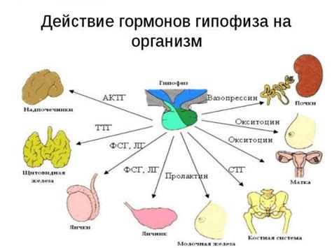 Роль гормонов в регуляции аппетита и метаболизма