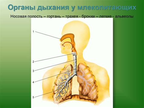 Роль дыхания в живых организмах