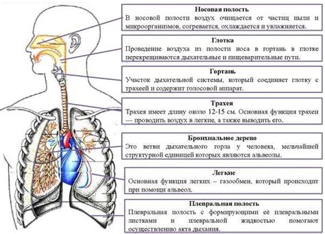 Роль дыхательной системы в возникновении запаха ацетона