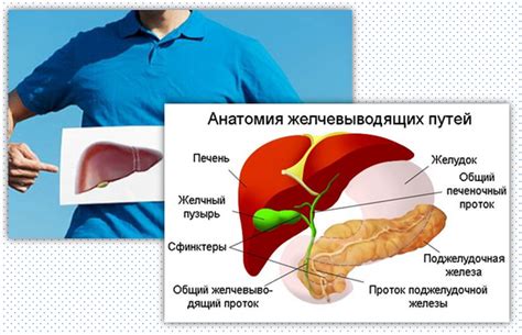 Роль желчного пузыря в процессе переработки билирубина