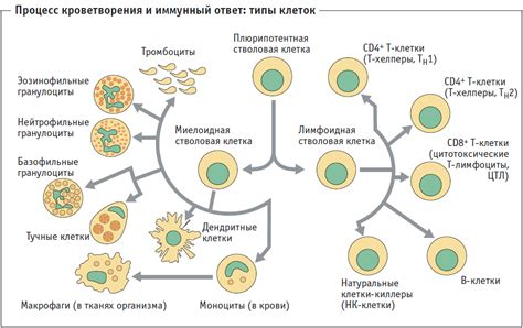 Роль иммунной системы в развитии бессимптомной лихорадки