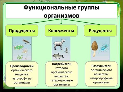 Роль инфузорий в экосистеме