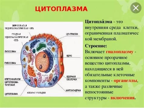 Роль и значение формы цитоплазмы