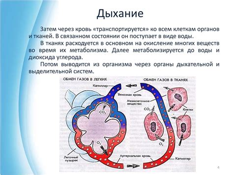 Роль кислорода в организме: необходимость для жизнедеятельности