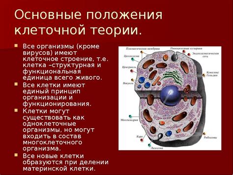 Роль клеточной теории в распространении вирусов