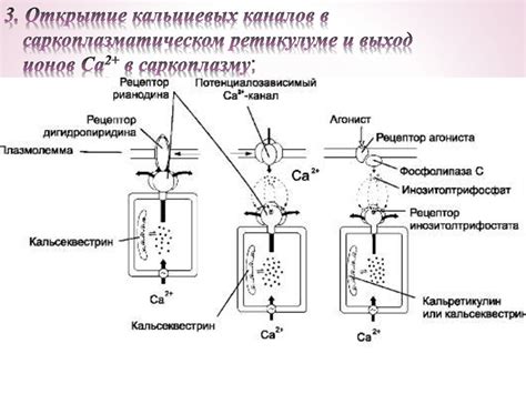 Роль концентрации Ca2+ в саркоплазматическом ретикулуме