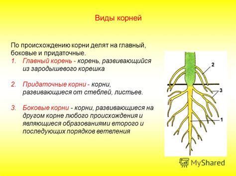 Роль корней в сохранении влаги у Кротона