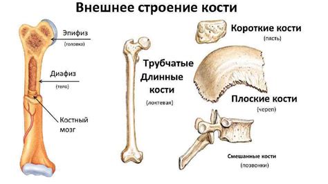 Роль костей в движении организма