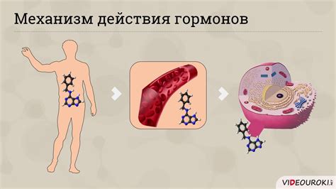 Роль костей в обмене веществ