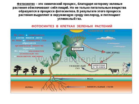 Роль крахмала в процессе сгущения каши