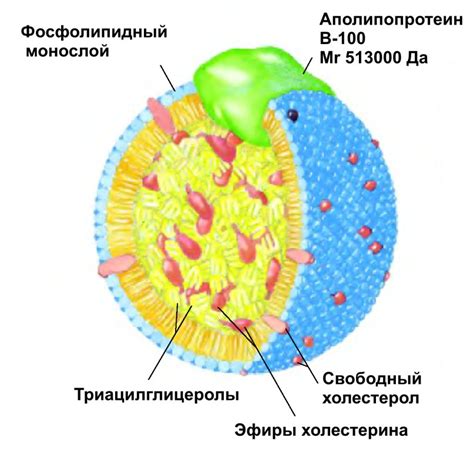 Роль липопротеида