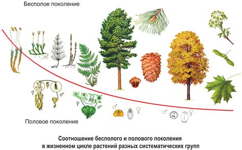 Роль листьев в жизненном цикле розы