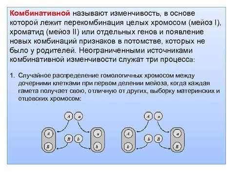 Роль мейоза в комбинативной изменчивости генетического материала