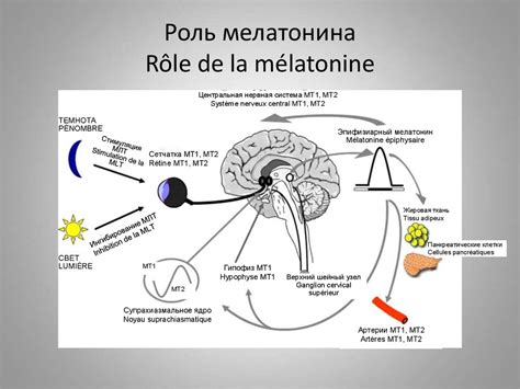 Роль мелатонина в регуляции сна и времени