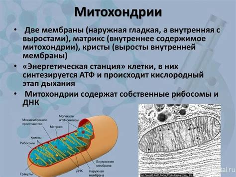 Роль мембраны митохондрий