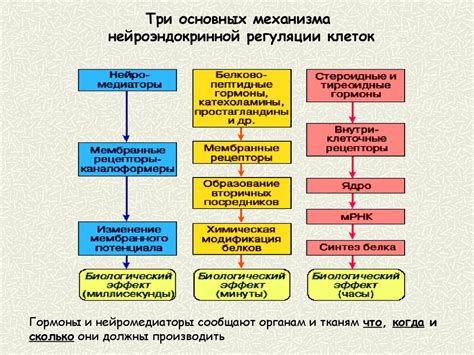 Роль механизмов клеточного давления в развитии различных организмов