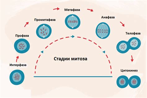 Роль митоза в организме