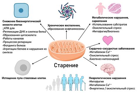 Роль митохондрий в процессе дыхания клетки