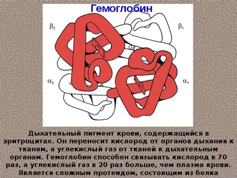 Роль мономера белка в жизнедеятельности организма