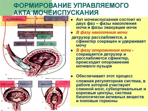 Роль мочевого пузыря в регуляции обмена веществ у млекопитающих