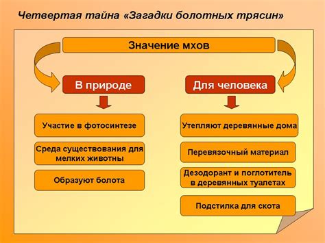 Роль мхов в экосистемах: ценность в биоразнообразии и окружающей среде