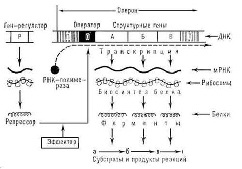 Роль оперона в формировании РНК