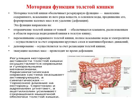 Роль перистальтики в пищеварении