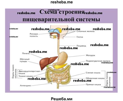 Роль питательных веществ в формировании ямочек