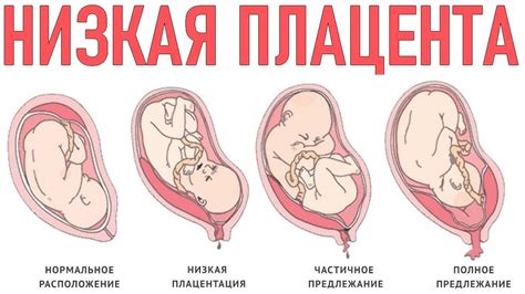 Роль плаценты во время беременности