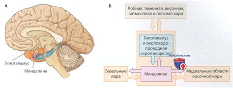 Роль повторения в формировании эмоциональной памяти