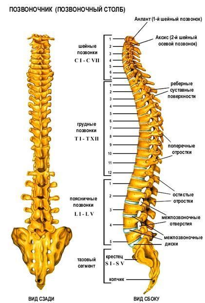 Роль позвоночника в поддержке организма